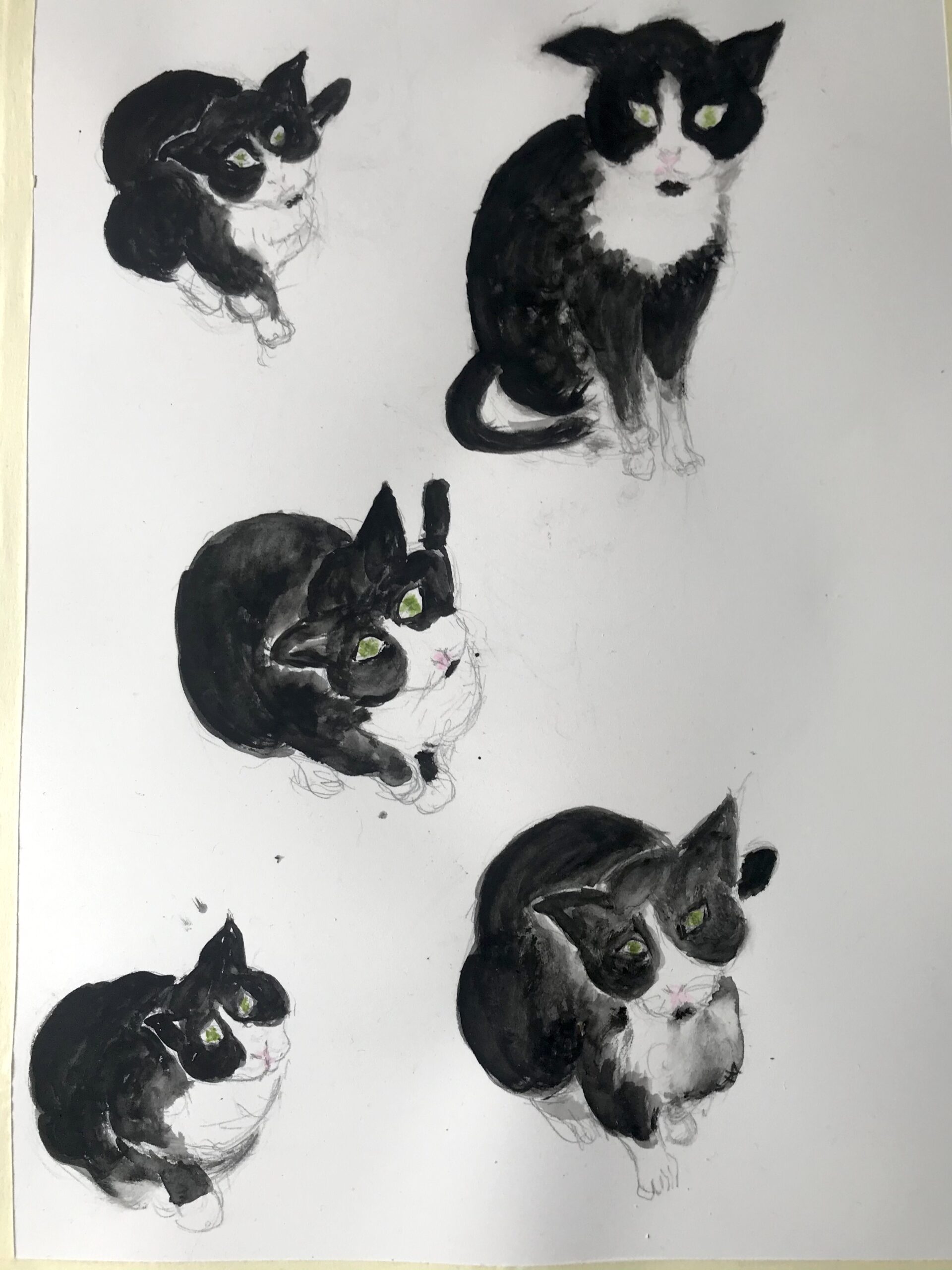 Le chat noir et blanc