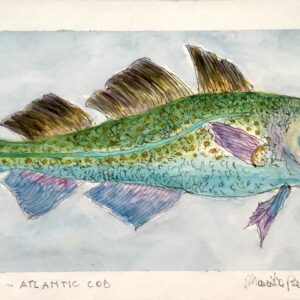 Atlantic Cod.