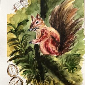 Écureuil - Squirrel