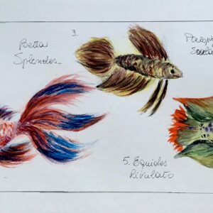 Coloured Fishes